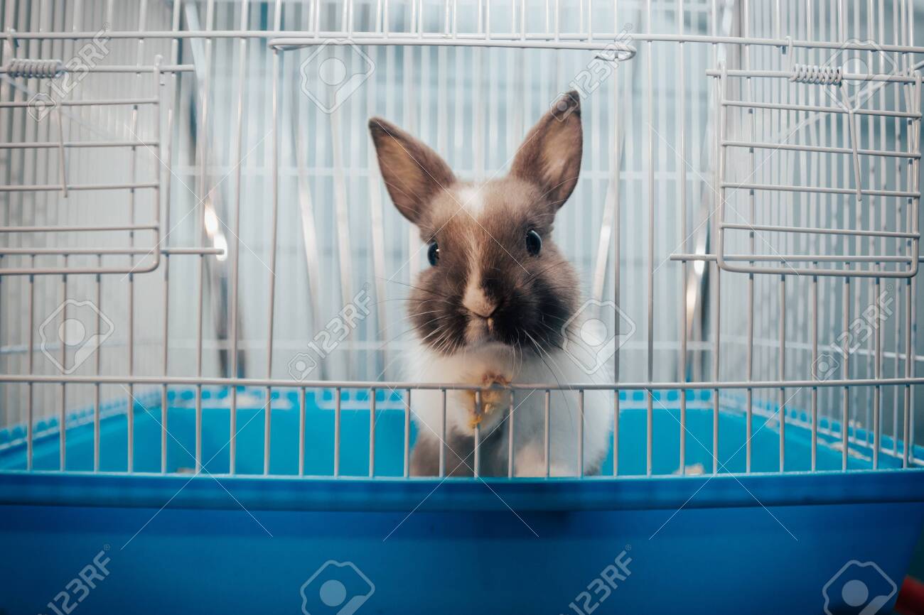 rabbit keeps escaping cage