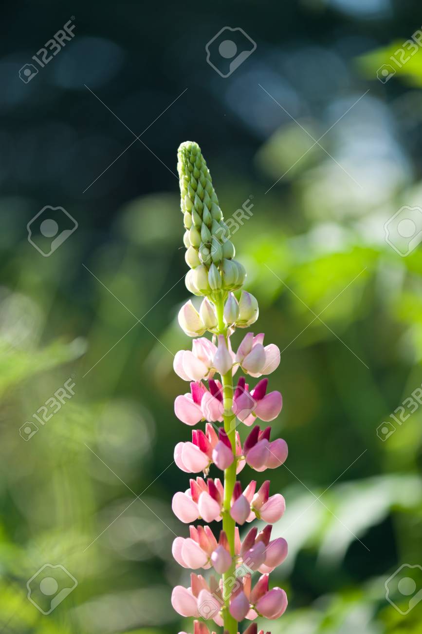 ルピナス Polyphyllus 大広葉樹のルピナス ルピナスの大きな広葉樹 または 主に栽培 ガーデン ルパン三世 の写真素材 画像素材 Image