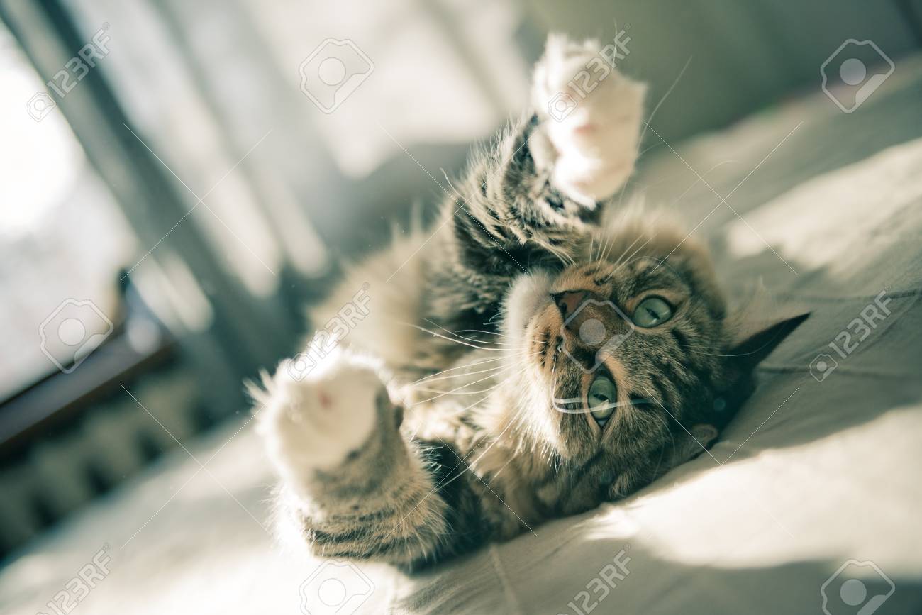 etiam-dictum-ipsum-a-felis