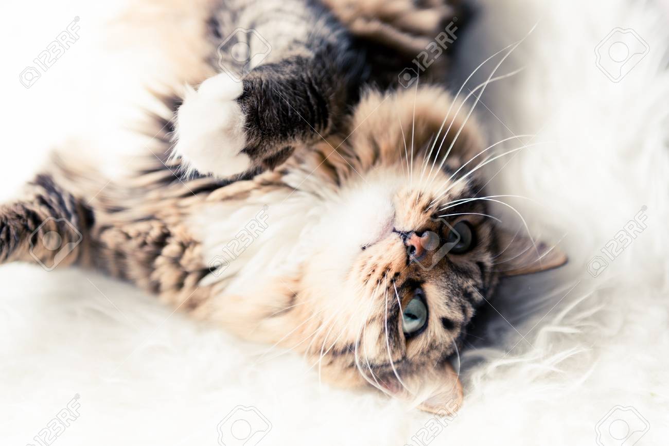 etiam-dictum-ipsum-a-felis