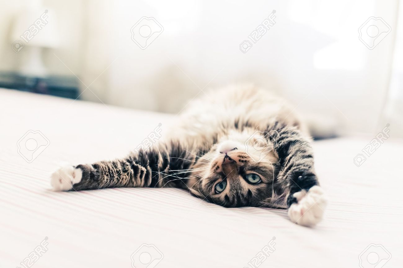 Grey cat lying on bed and stretching - 36020364 Grey cat lying on bed and stretching - 36020364