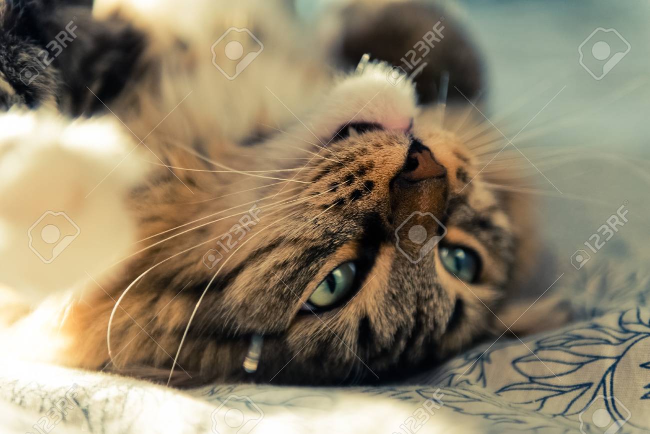 etiam-dictum-ipsum-a-felis