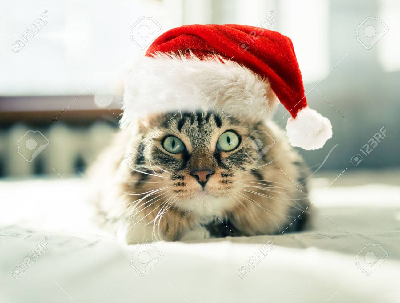 christmas cat in red