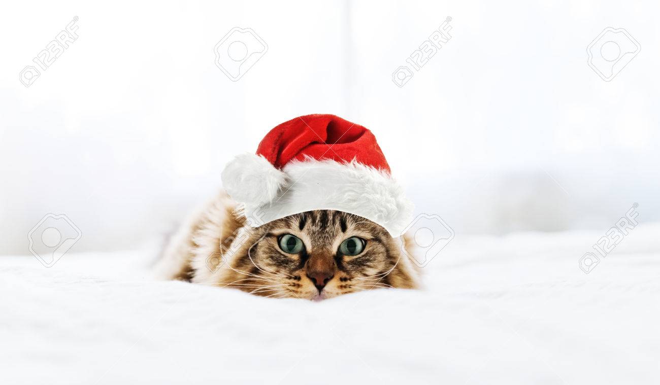 christmas cat in red