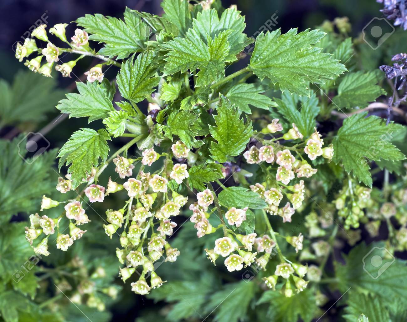 赤スグリの花 の写真素材 画像素材 Image