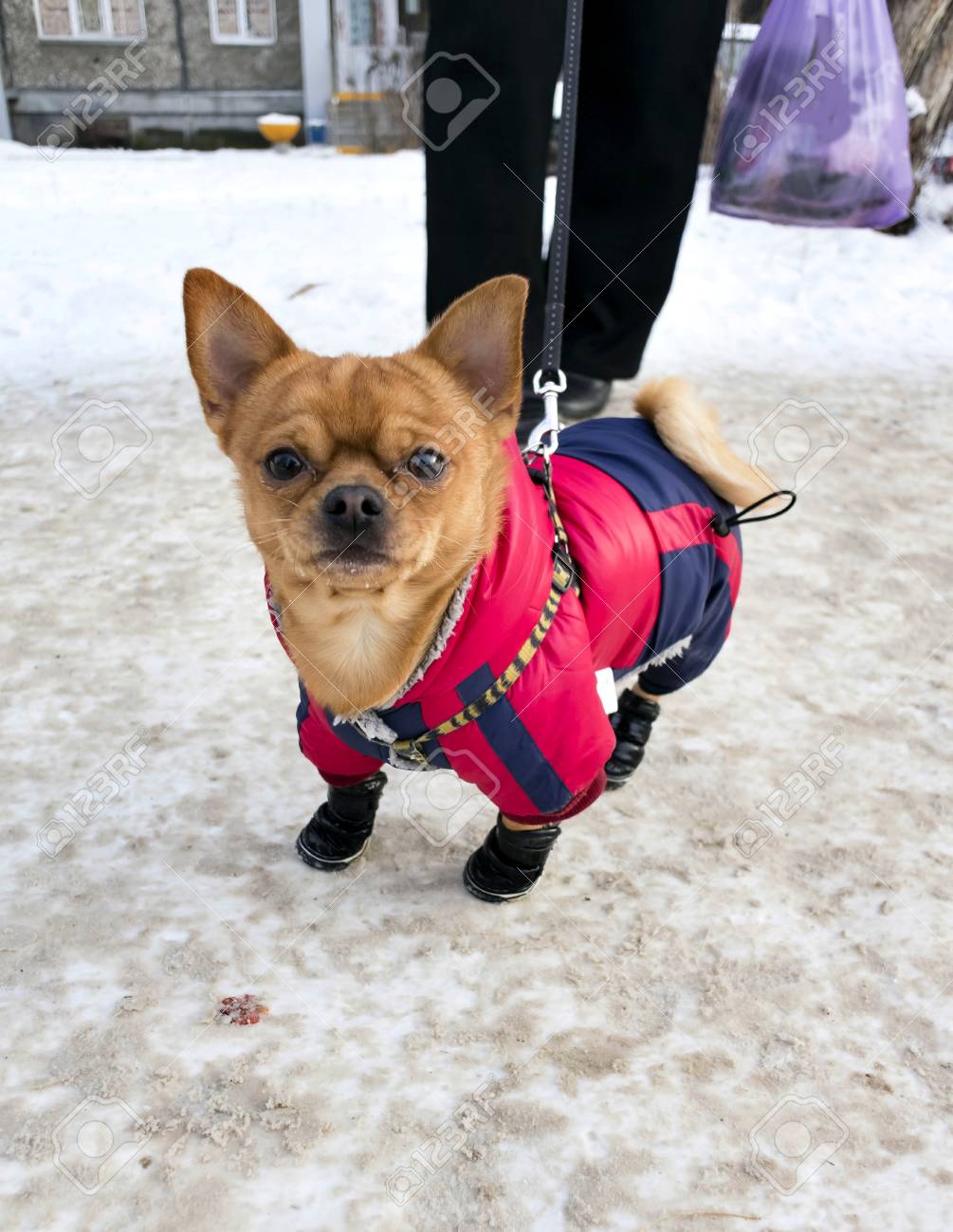 Chihuahua winter clothes Clearance