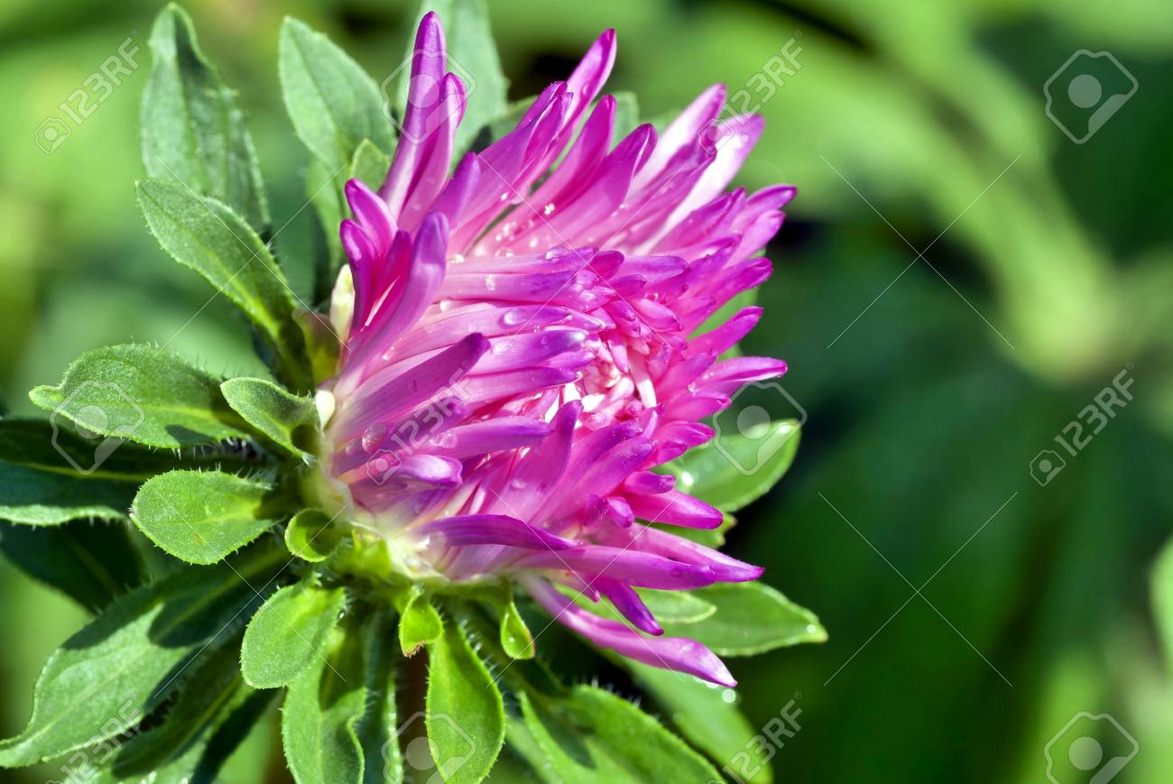 bud blooming pink asters with rain drops soft focus ロイヤリティー
