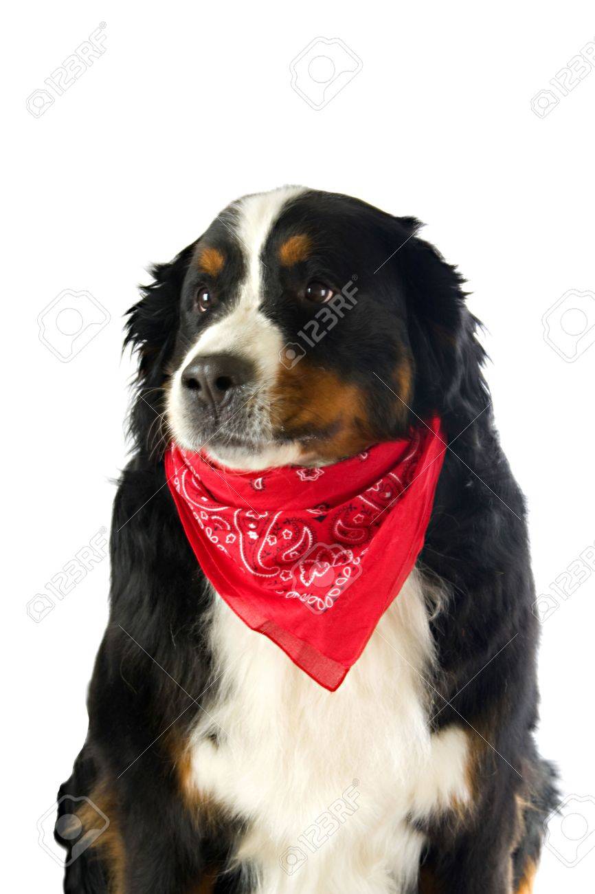handkerchief dog
