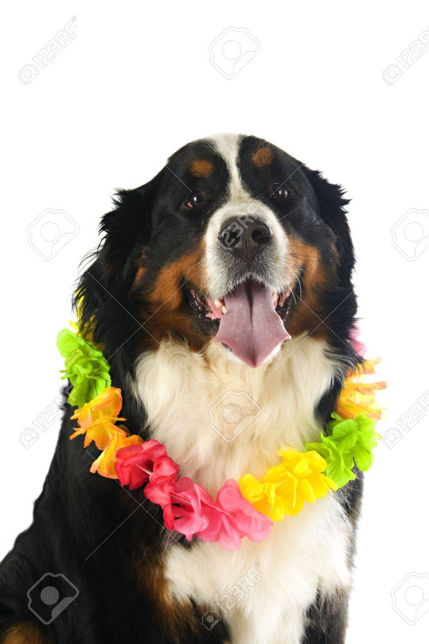 Handkerchief on dog Clearance