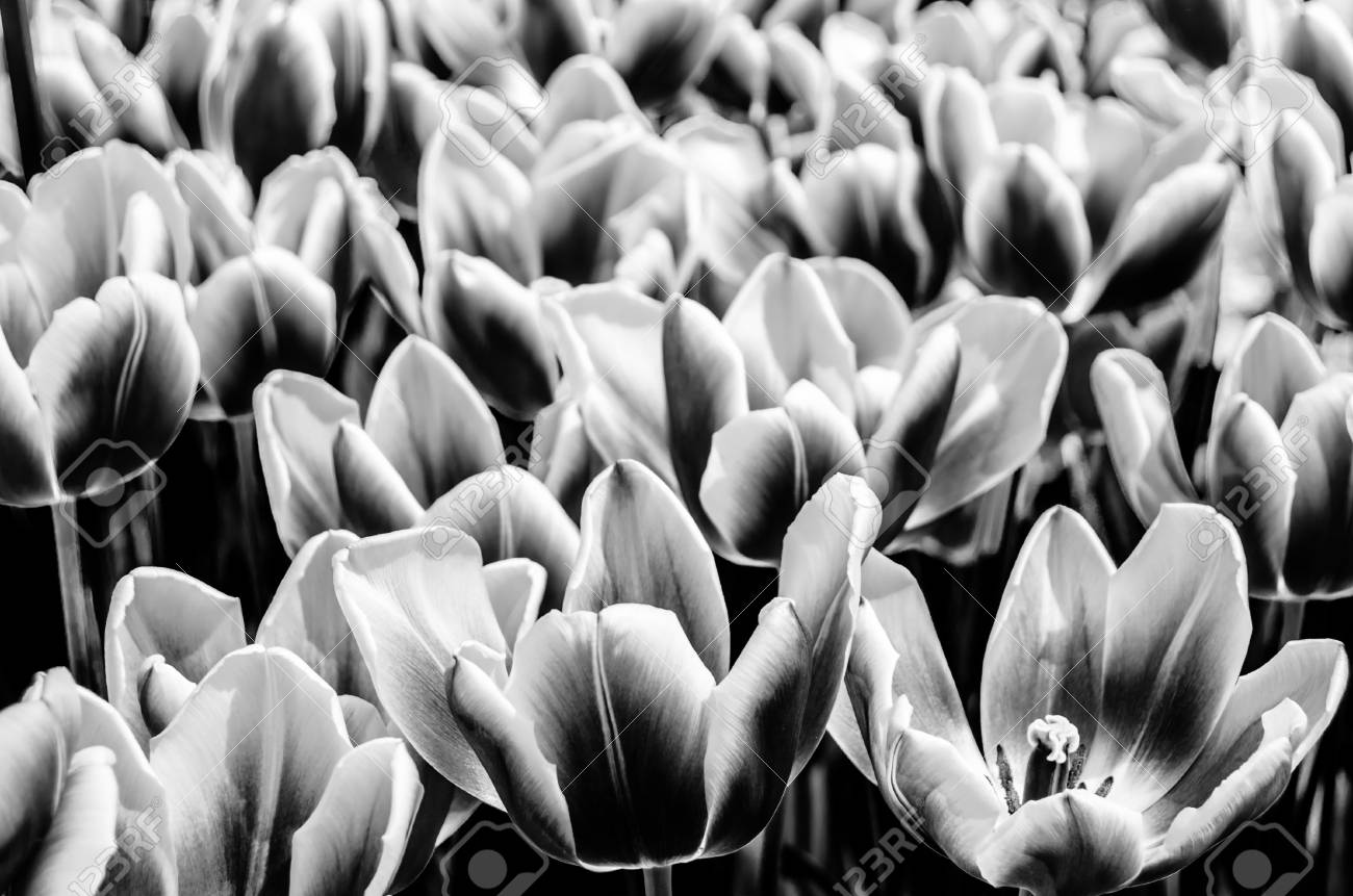 black and white tulips