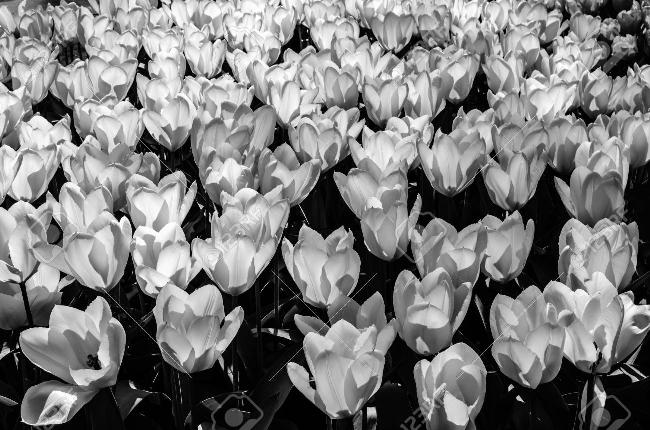 black and white tulips