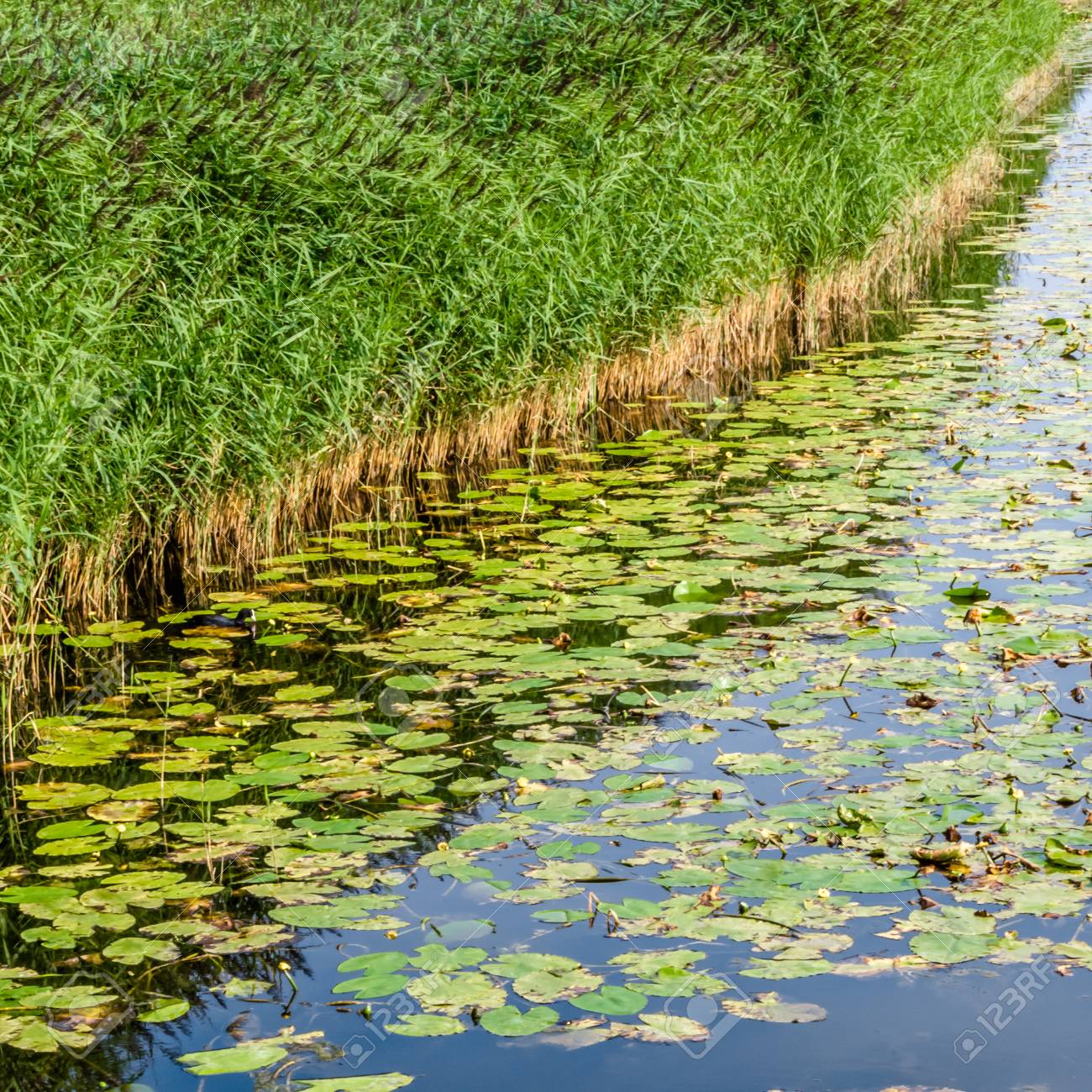 夏の風景 パイボールドと葦池の水 の写真素材 画像素材 Image 夏の風景 パイボールドと葦池の水 の写真素材 画像素材 Image