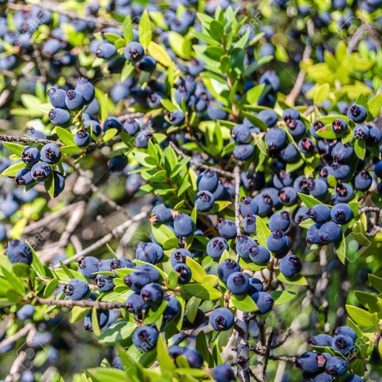 Detail Of A Myrtle Bush With Berries In Autumn Stock Photo, Picture And Royalty Free Image. Image 90880842.