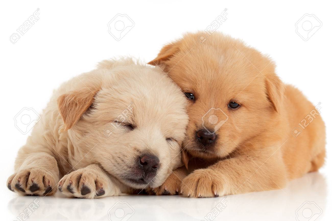 Deux Mignons Chiots Chow Chow Isoles Sur Fond Blanc Banque D Images Et Photos Libres De Droits Image
