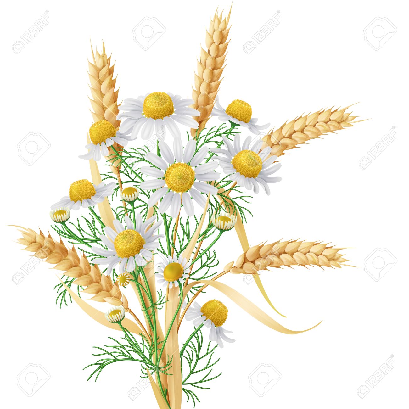 Bunch Of Wild Chamomile Flowers With Wheat Ears. Royalty Free SVG, Cliparts,  Vectors, and Stock Illustration. Image 39399370., image size:1300x1300