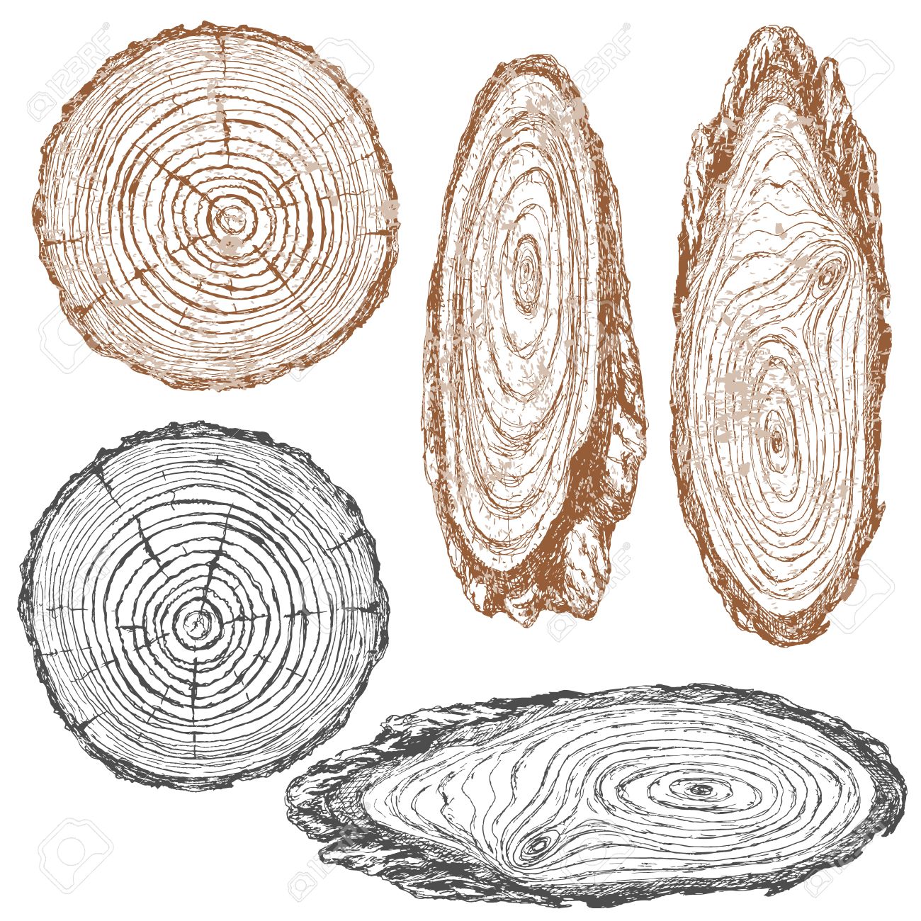 Bague Dessin Anneaux De Croissance Des Arbres Annuelles Avec Le Bague Dessin Anneaux De Croissance Des Arbres Annuelles Avec Le Dessin En Niveaux De Gris L Bague Dessin Anneaux De Croissance Des Arbres Annuelles Avec Le Bague Dessin Anneaux De Croissance Des Arbres Annuelles Avec Le Dessin En Niveaux De Gris L