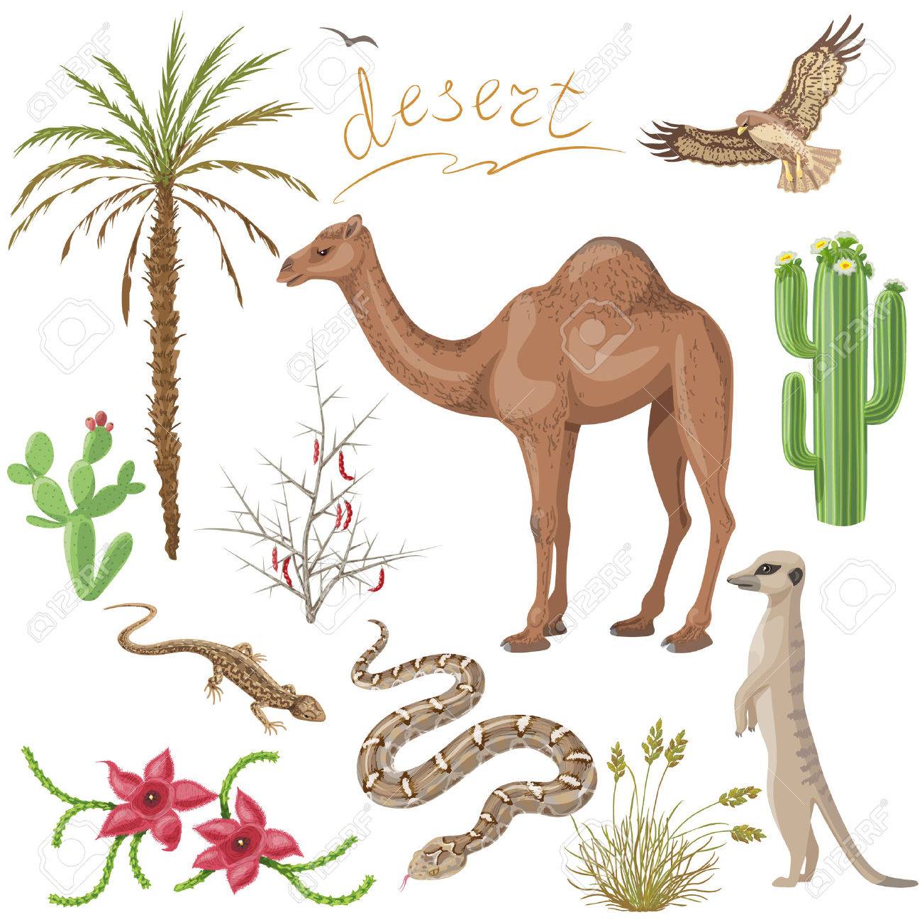 Conjunto De Plantas Del Desierto Y Animales Imagenes Aisladas En