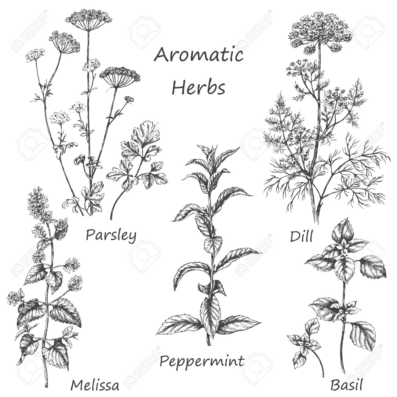 Hand drawn floral elements. Aromatic herbs set. Sketch of medicinal fragrant plants and spices. Monochrome image of dill, mint, parsley, basil, melissa, peppermint. - 60230829 Hand drawn floral elements. Aromatic herbs set. Sketch of medicinal fragrant plants and spices. Monochrome image of dill, mint, parsley, basil, melissa, peppermint. - 60230829