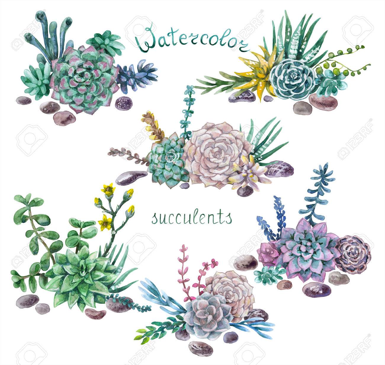 手描き水彩イラスト 装飾用花の要素 様々 な多肉植物の束し 岩が白で隔離 の写真素材 画像素材 Image 7001 手描き水彩イラスト 装飾用花の要素 様々 な多肉植物の束し 岩が白で隔離 の写真素材 画像素材 Image 7001