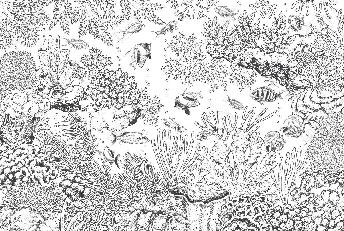 水生生物のモノクロアート作品 額50✖️60cm 水生生物のモノクロアート作品 額50✖️60cm