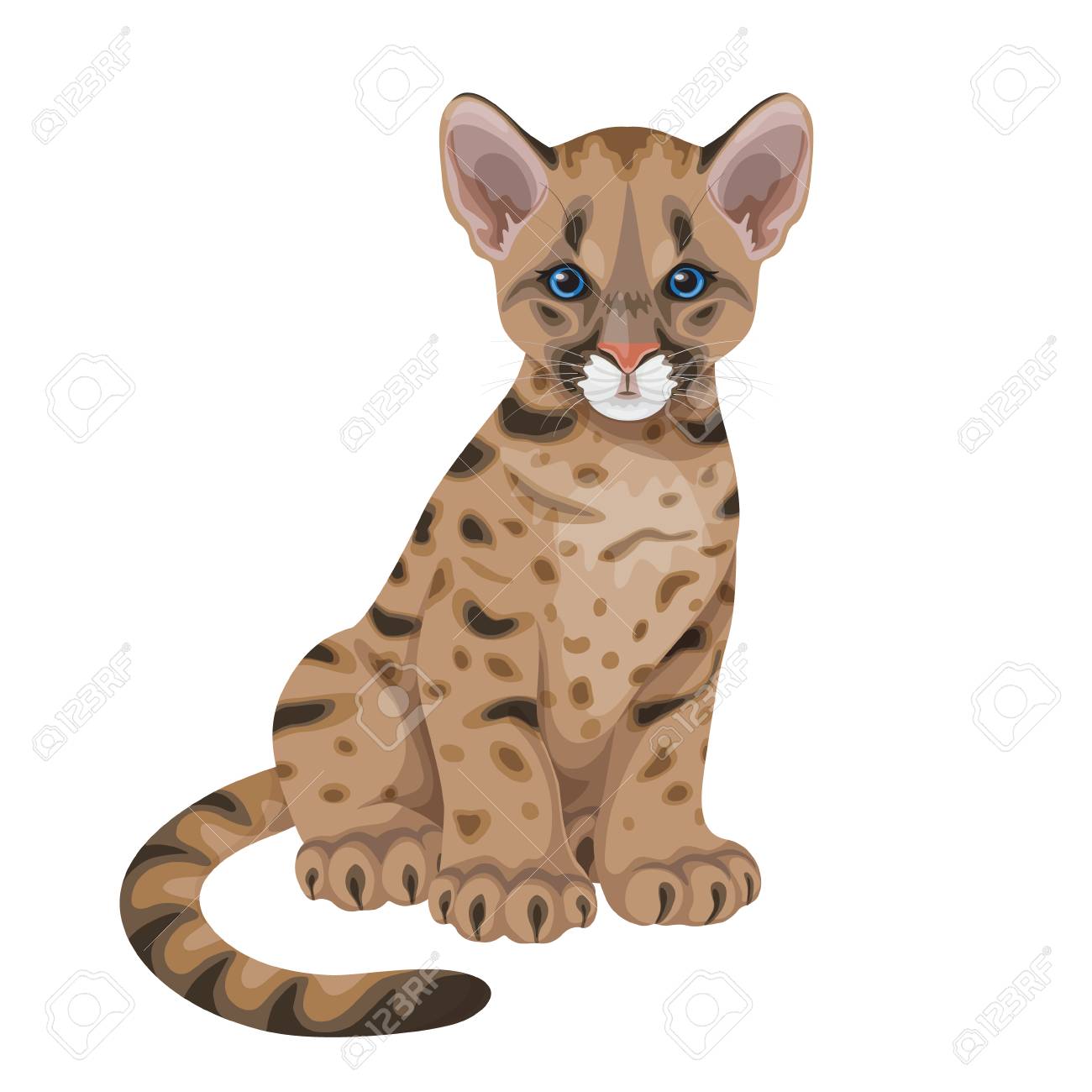 puma americain puma americain