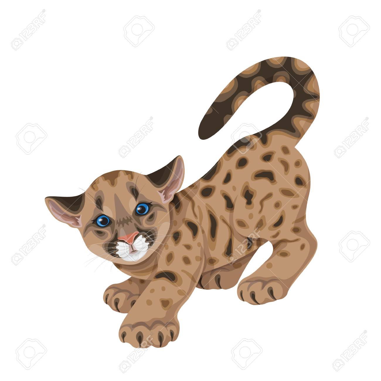 petit puma petit puma