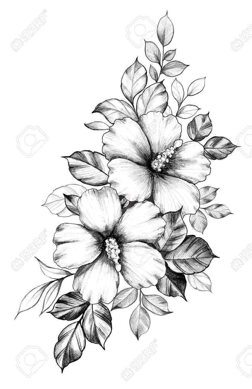 Hand Drawn Hibiscus Flowers With Leaves Isolated On White ...