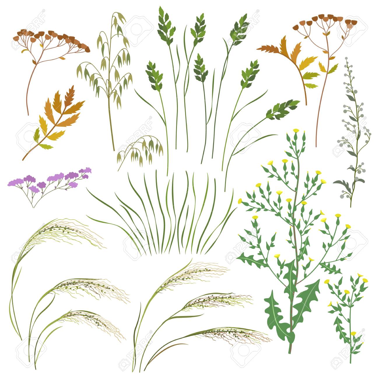Set of wild grasses, herbs and cereals isolated on white background