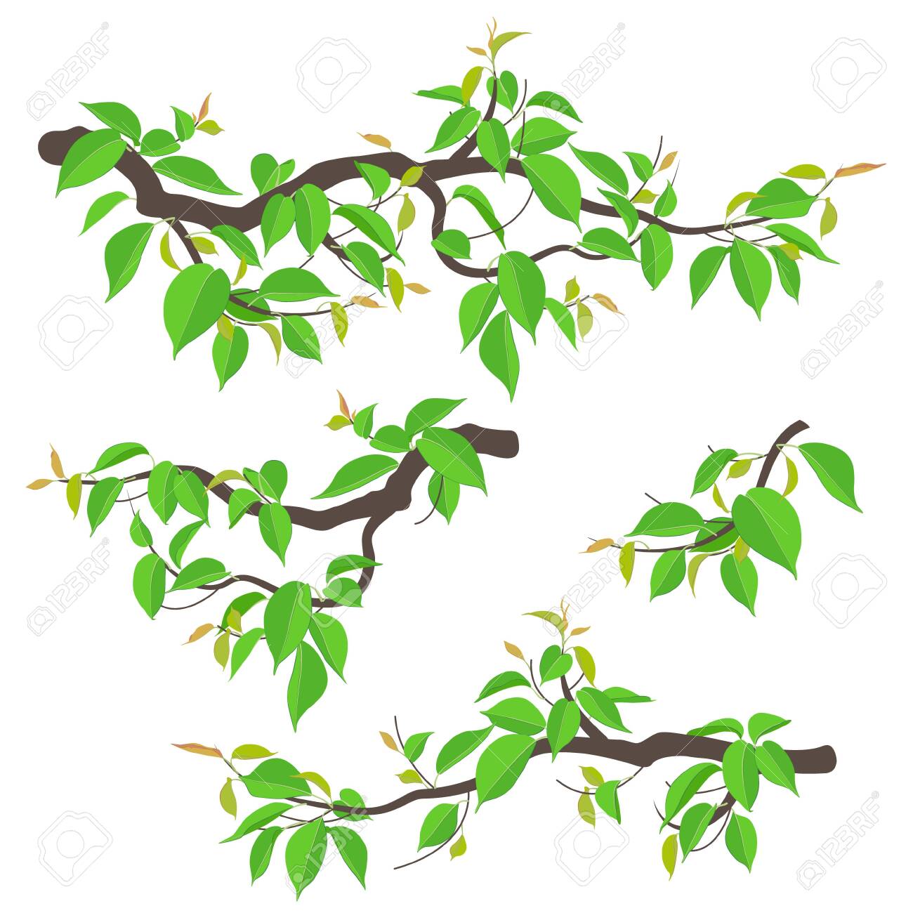 Set Of Simple Tree Branches With Young Green Leaves Isolated Royalty Free Cliparts Vectors And Stock Illustration Image