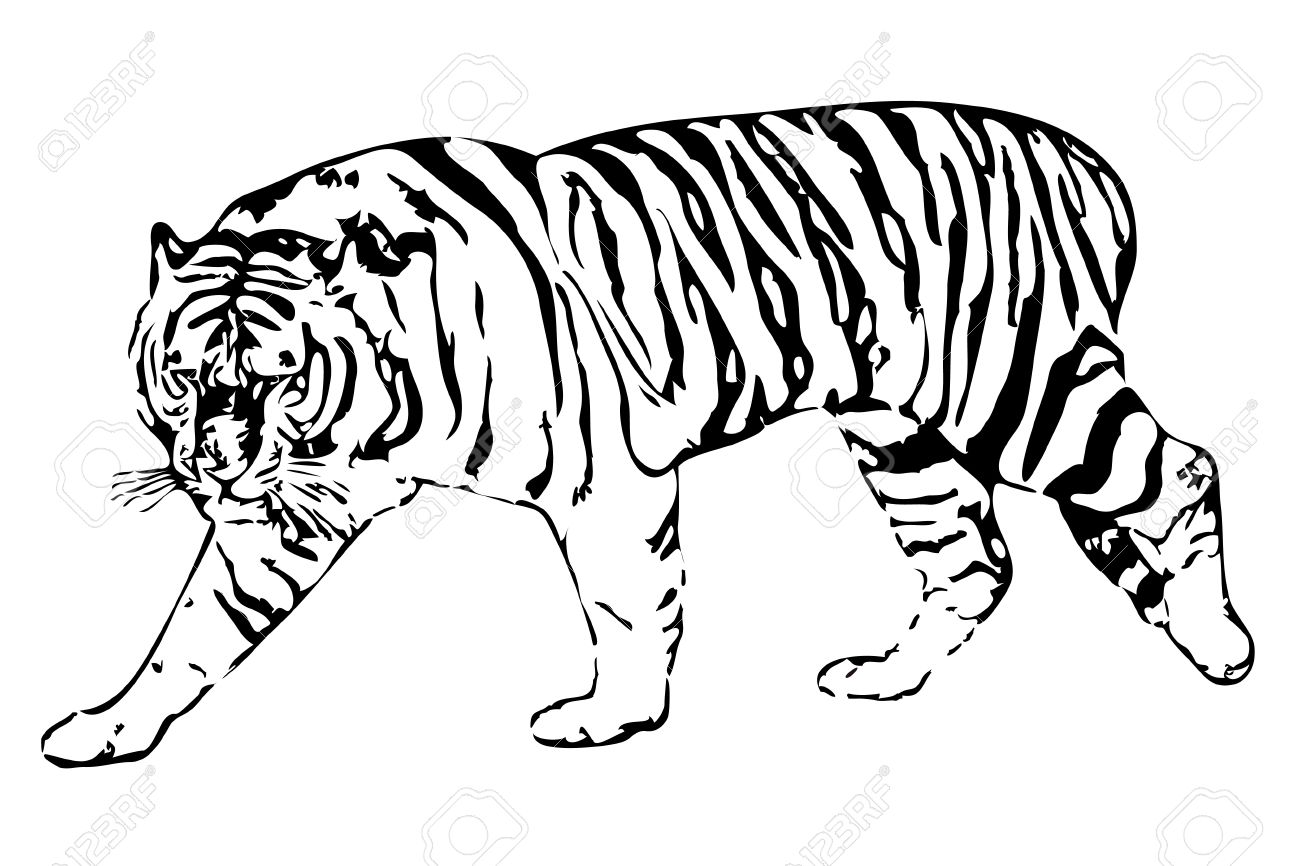 Ilustracion Vectorial Del Tigre Blanco Sobre Un Fondo Blanco Ilustraciones Vectoriales Clip Art Vectorizado Libre De Derechos Image 6195364