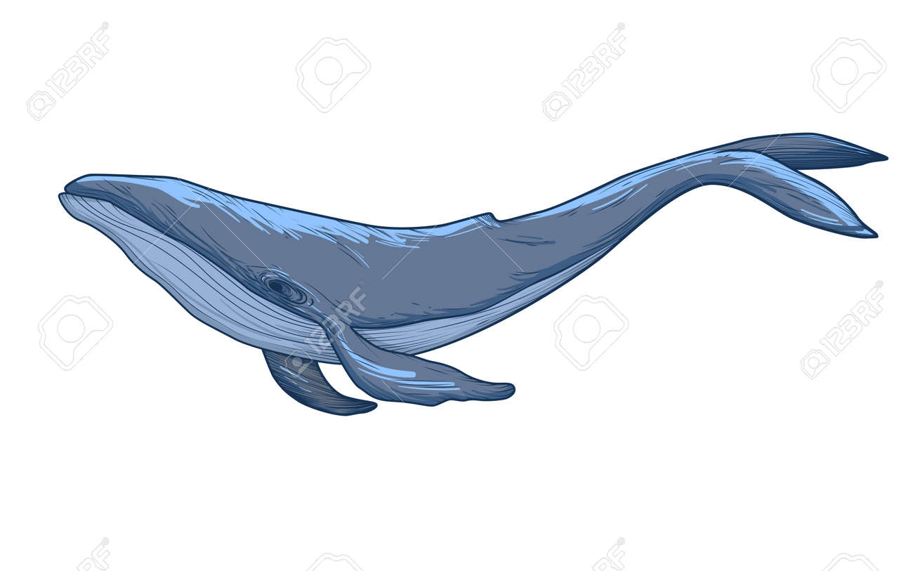 Blue Whale Sketch. Vector Illustration Isolated On White Background  免版税剪贴画，向量插图和库存图片. Image 184237120