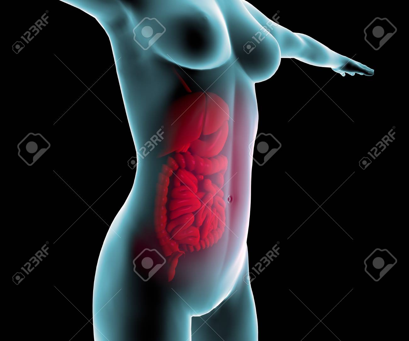 女　腸 女性と、腸の消化管の写真素材・画像素材 Image 23789234