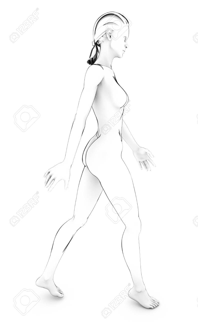 女性人体解剖ボディ ホワイト ドローイング デッサン の写真素材 画像素材 Image