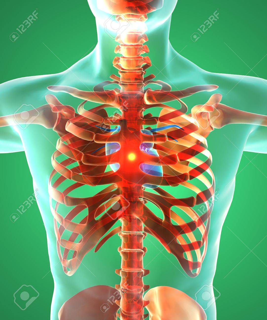 Herz Und Brust Chirurgie Menschlicher Korper Mann Lizenzfreie Fotos Bilder Und Stock Fotografie Image 59160576