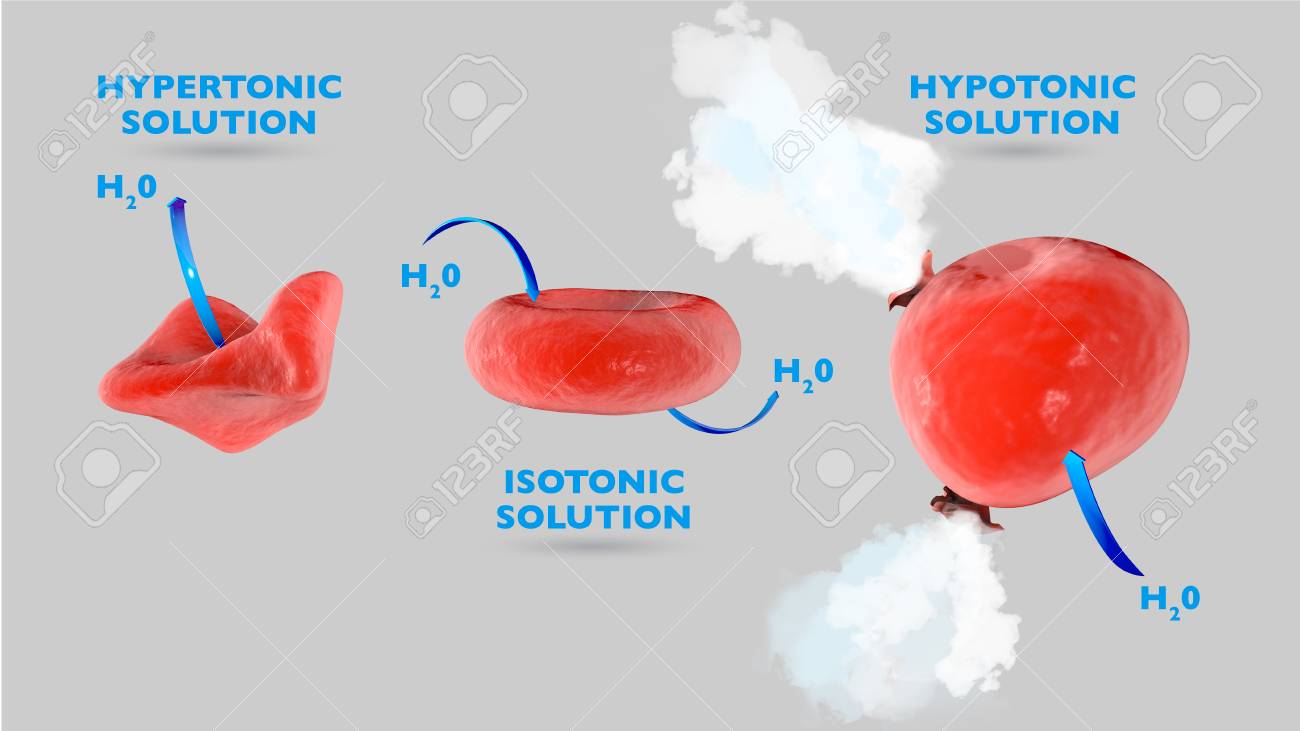 cell osmosis cell in isotonic solution cell in hypertonic solution hypertonic cell