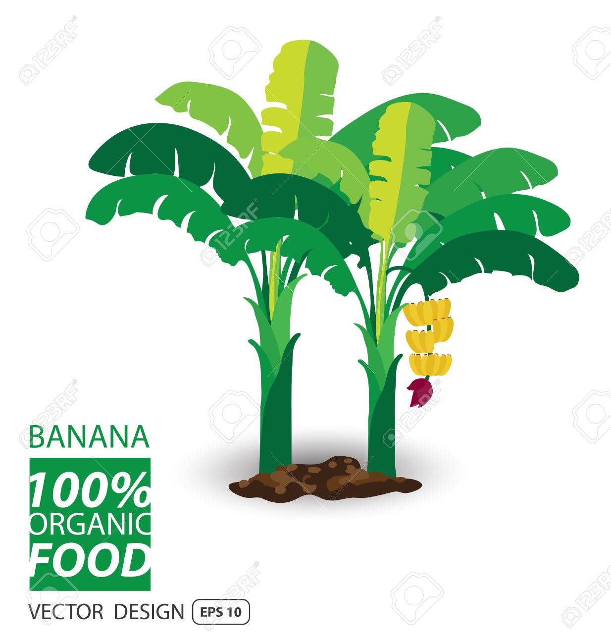 Cartoon banana fruits. Bunches of Banana desenho, Desenhos animados, Arvore desenho