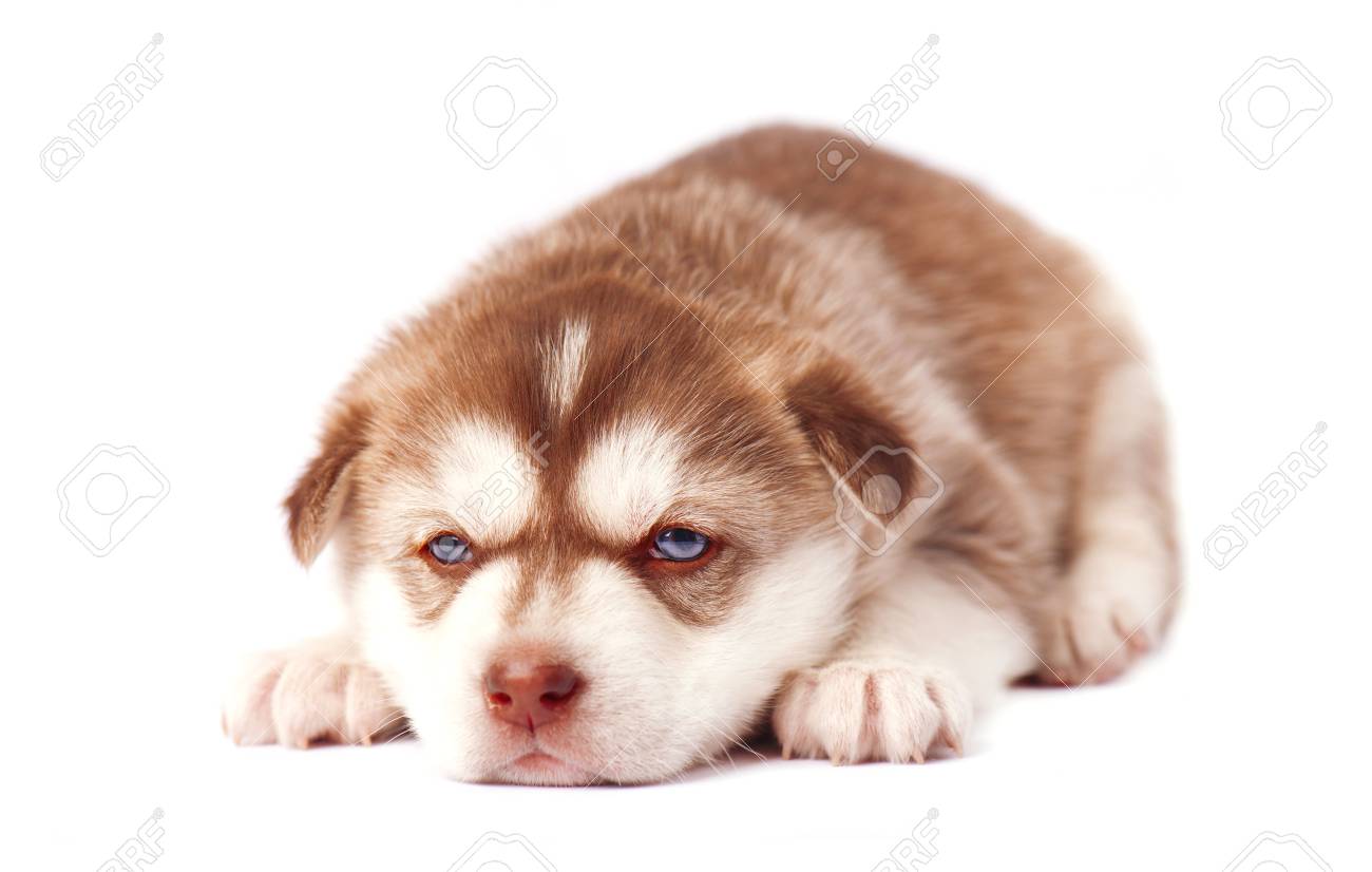 茶色のかわいい子犬シベリアン ハスキー 白い背景で隔離 の写真素材 画像素材 Image