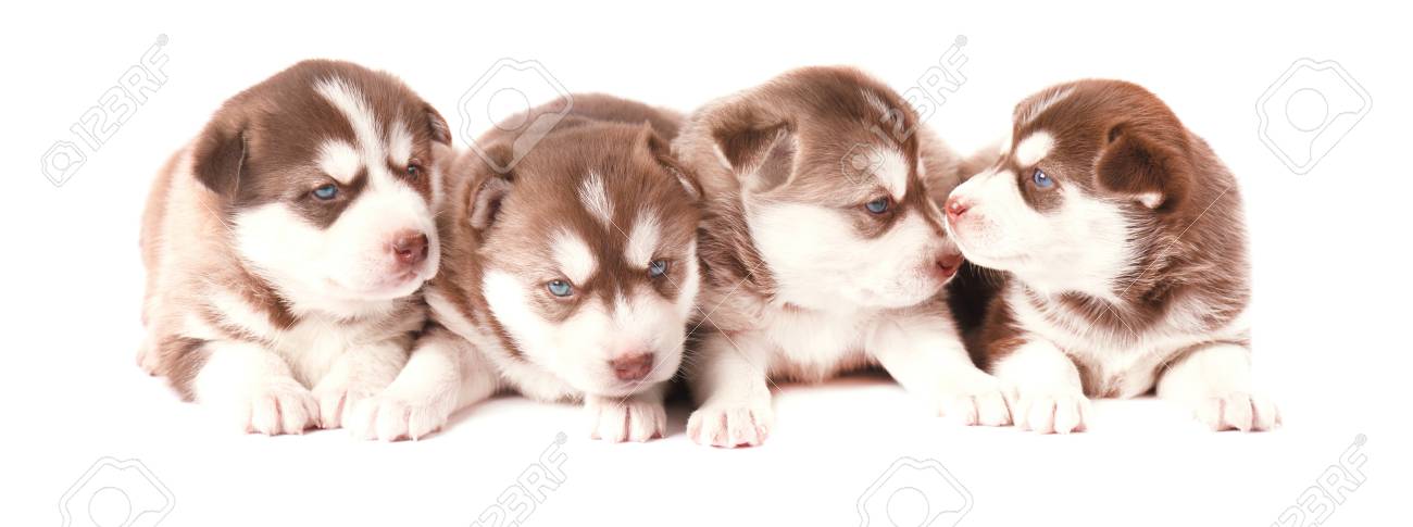 Groupe De Chiots Husky Siberien Chiots Marron Husky Isole Sur Fond Blanc Banque D Images Et Photos Libres De Droits Image
