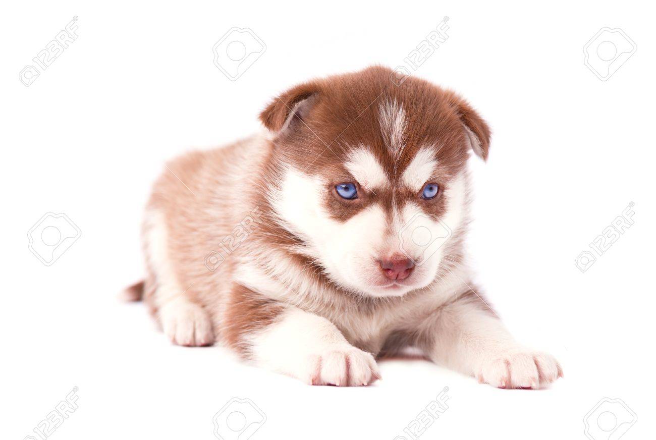 small cute brown puppy