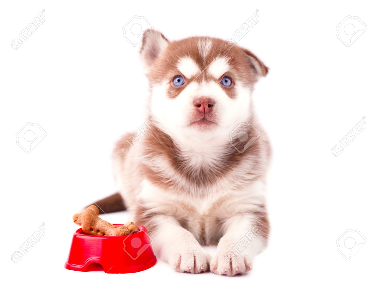 赤プレートは 白い背景で隔離の犬のビスケットとシベリアン ハスキーのかわいい茶色の子犬 の写真素材 画像素材 Image