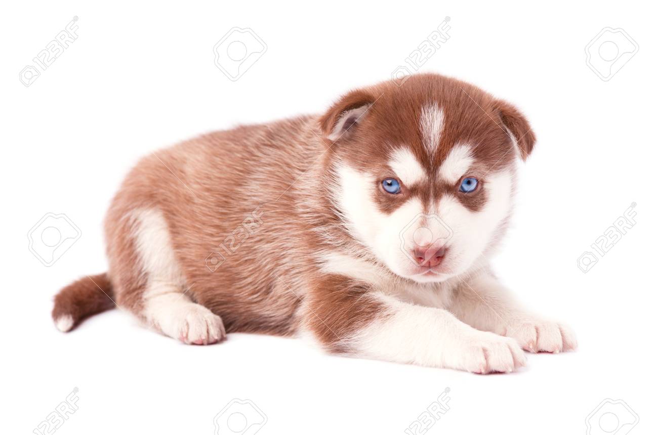 青い目 白い背景で隔離の茶色のハスキーの子犬 の写真素材 画像素材 Image