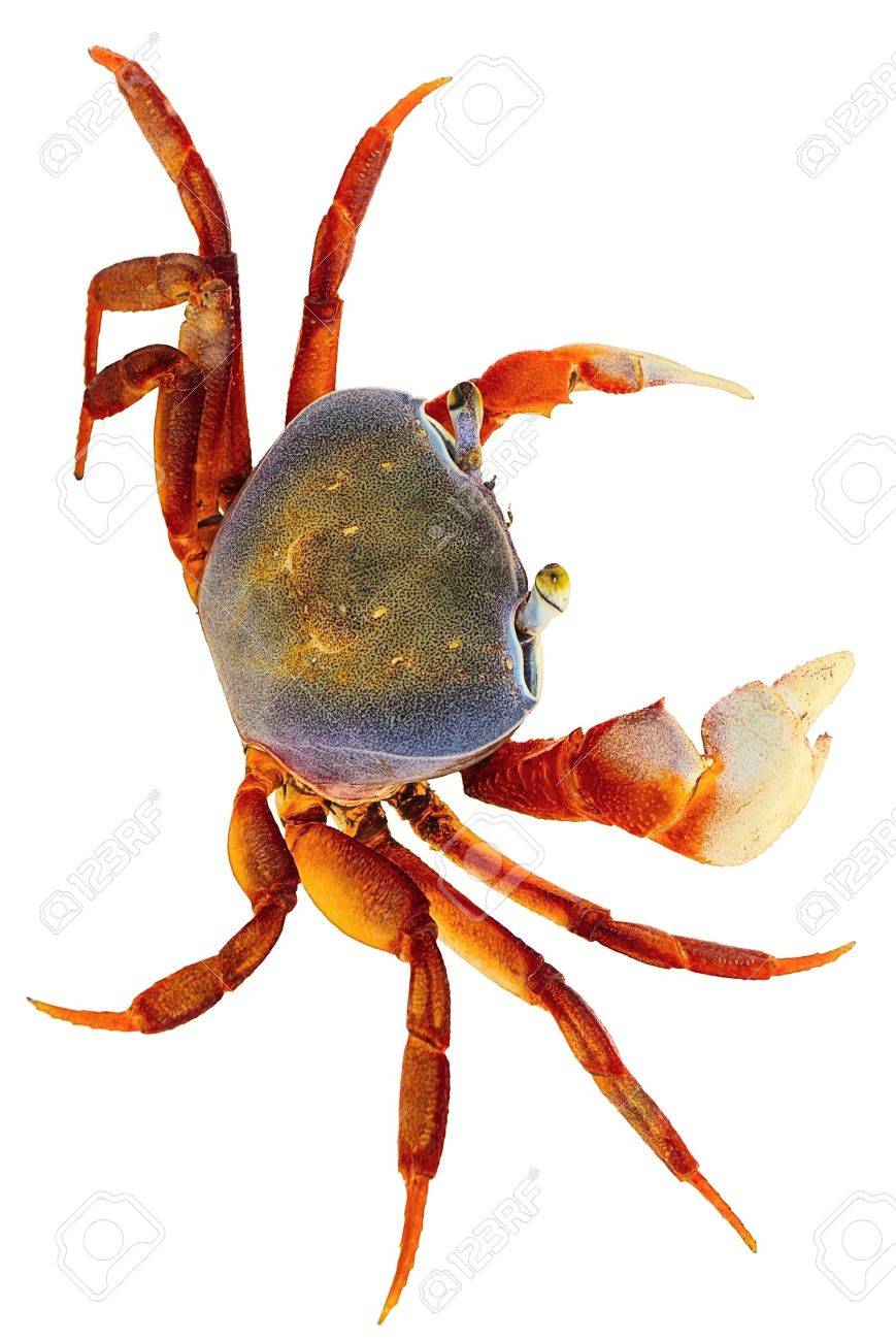 白影なしで隔離されるカニ の写真素材 画像素材 Image