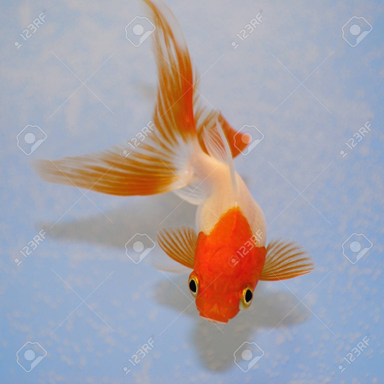 plastic goldfish tank