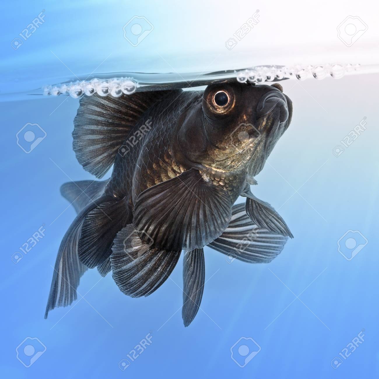 水に黒い金魚 の写真素材 画像素材 Image