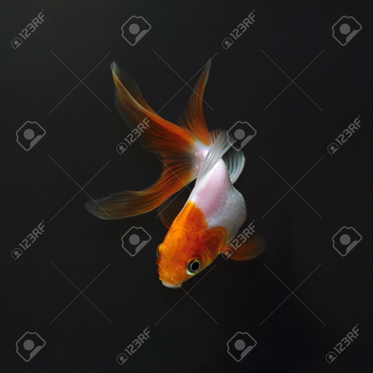赤頭 黒の背景に白の金魚 の写真素材 画像素材 Image 1669