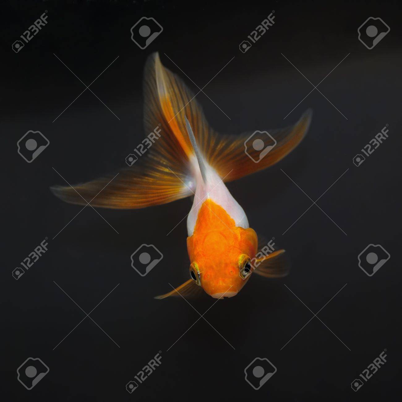 赤頭 黒の背景に白の金魚 の写真素材 画像素材 Image 1668 赤頭 黒の背景に白の金魚 の写真素材 画像素材 Image 1668