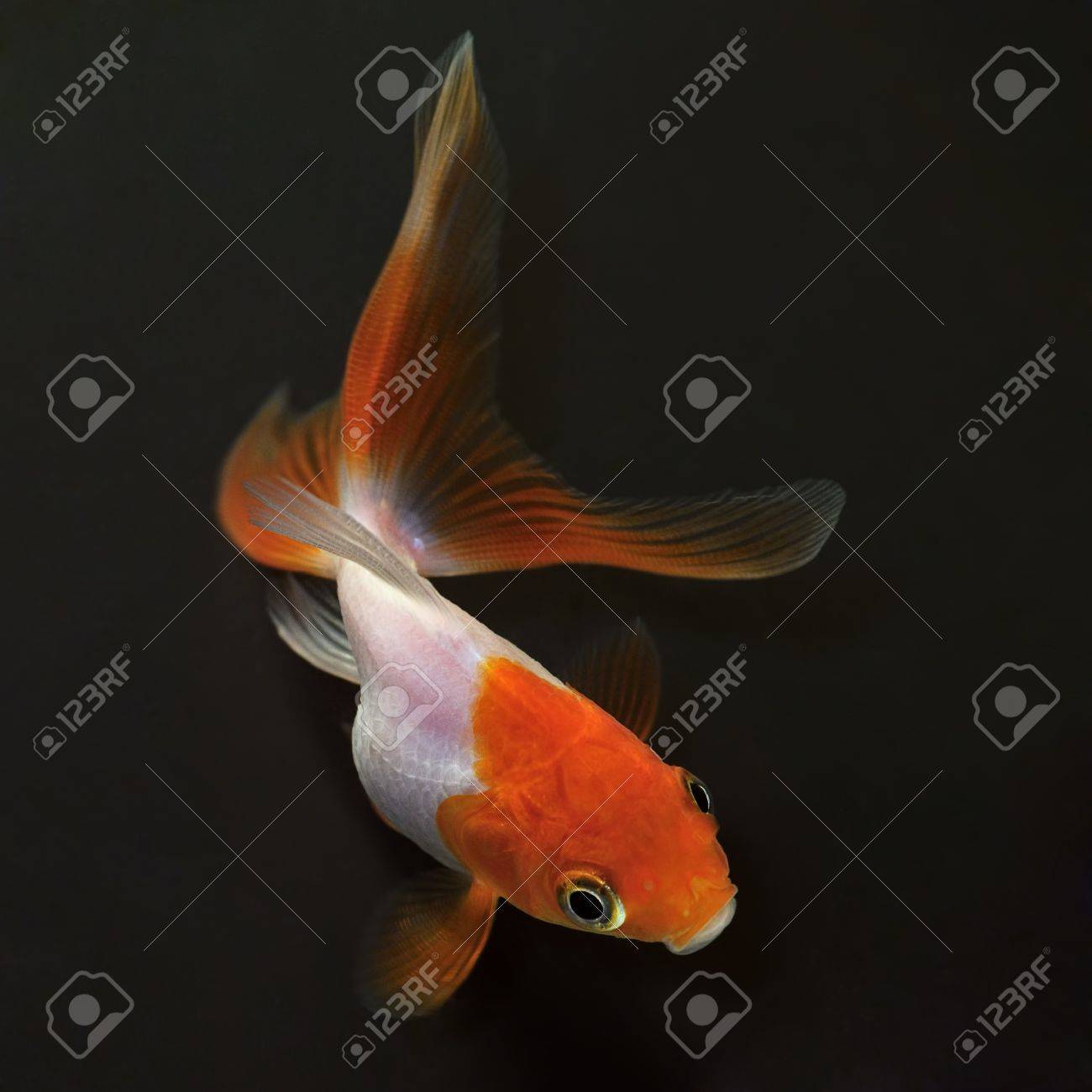 赤頭 黒の背景に白の金魚 の写真素材 画像素材 Image