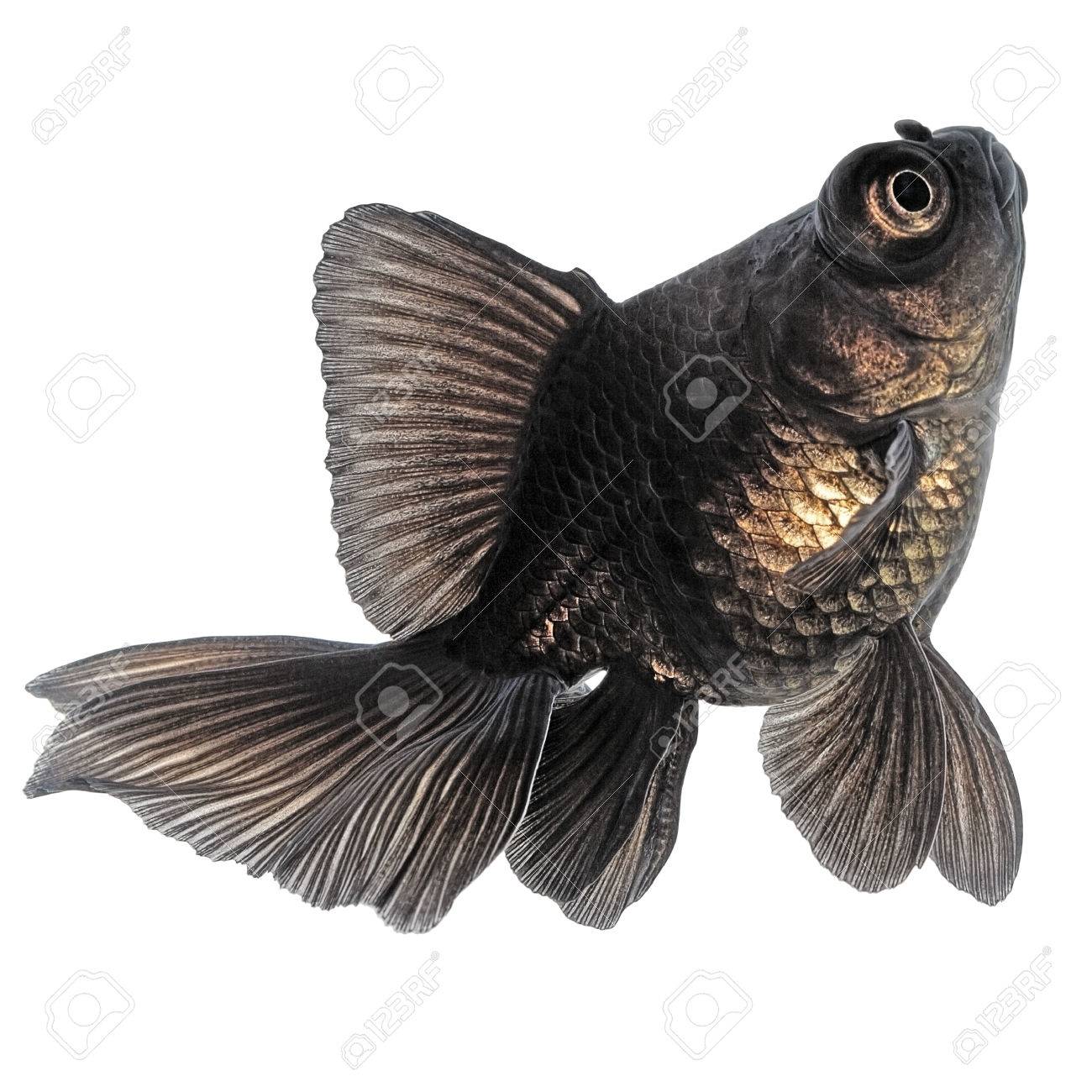 白い背景上に分離されて黒金魚 の写真素材 画像素材 Image