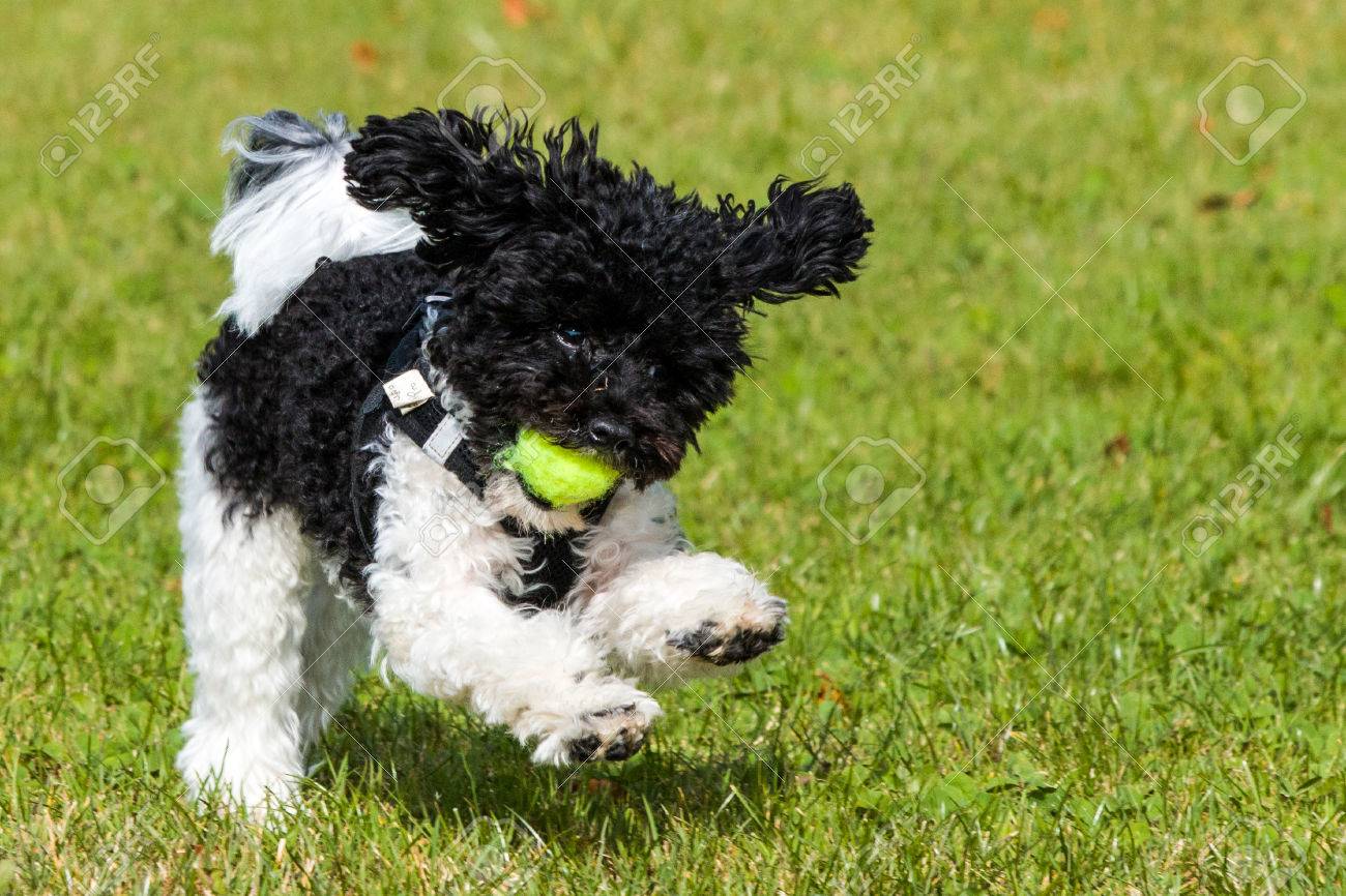 Bebe Amusement Vert Blanc Jaune Herbe Saut Caniche Noir Drole Jeune Jouet Arriere Plan Jeu Chiot En Cours D Execution Banque D Images Et Photos Libres De Droits Image Bebe Amusement Vert Blanc Jaune Herbe Saut Caniche Noir Drole Jeune Jouet Arriere Plan Jeu Chiot En Cours D Execution Banque D Images Et Photos Libres De Droits Image