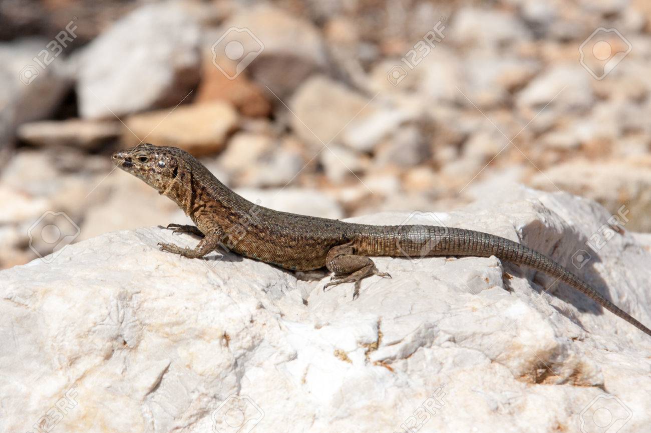 Spanish Lizard Stock Photo Picture And Royalty Free Image Image 71994501